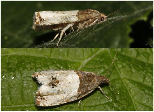 Réf. 208 381 : Notocelia roborana